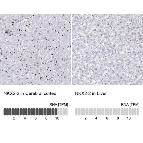 Immunohistochemistry analysis in human cerebral cortex and liver tissues using AMAb91708 antibody. Corresponding NKX2-2 RNA-seq data are presented for the same tissues.