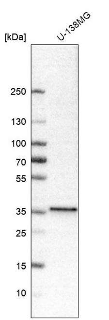 Western blot analysis in human cell line U-138MG.