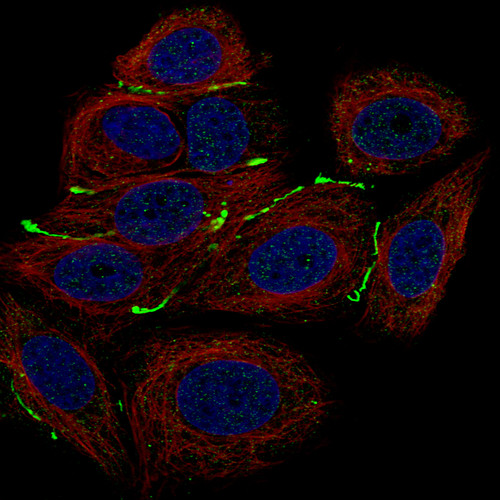 Immunofluorescence staining of MCF-7 cells using the Anti-CLDN3 monoclonal antibody, showing specific staining in cell junctions in green. Microtubule- and nuclear probes are visualized in red and blue, respectively (where available).