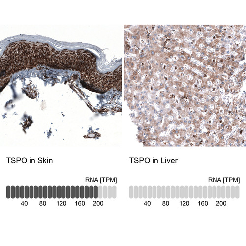 Immunohistochemistry analysis in human skin and liver tissues using AMAb91853 antibody. Corresponding TSPO RNA-seq data are presented for the same tissues.