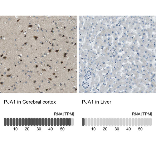 Immunohistochemistry analysis in human cerebral cortex and liver tissues using Anti-PJA1 antibody. Corresponding PJA1 RNA-seq data are presented for the same tissues.