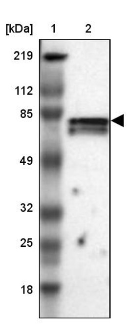 Lane 1: Marker [kDa] 219, 112, 85, 49, 32, 25, 18<br/>Lane 2: Human cell line RT-4