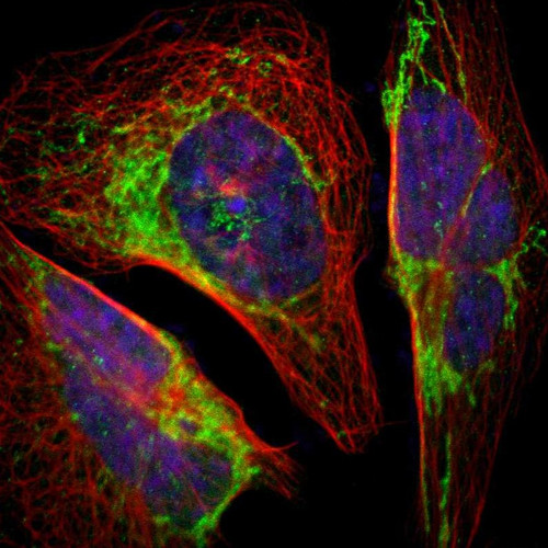 Immunofluorescent staining of human cell line U-2 OS shows localization to mitochondria.