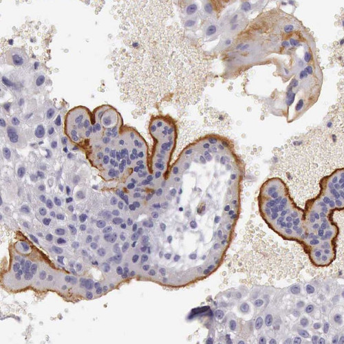 Immunohistochemical staining of human placenta shows strong membranous positivity in trophoblastic cells.