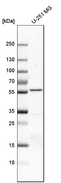 Western blot analysis in human cell line U-251 MG.