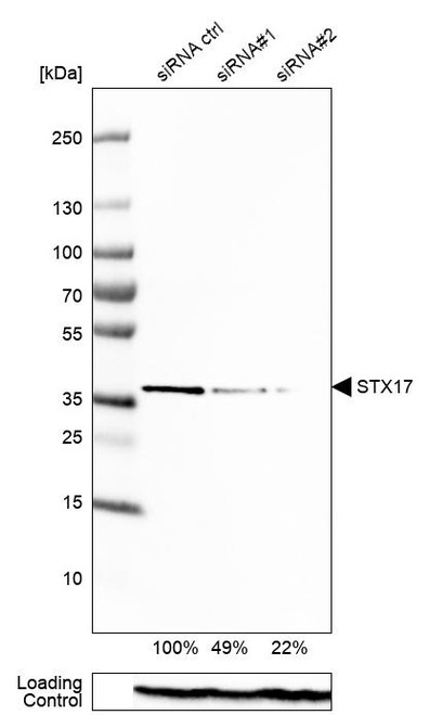 Western blot analysis in A-431 cells transfected with control siRNA, target specific siRNA probe #1 and #2, using Anti-STX17 antibody. Remaining relative intensity is presented. Loading control: Anti-PPIB.