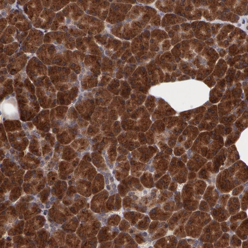 Immunohistochemical staining of human pancreas shows strong cytoplasmic positivity in exocrine glandular cells.