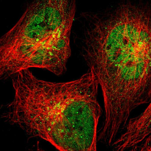 Immunofluorescent staining of human cell line U-2 OS shows localization to nucleoplasm & the Golgi apparatus.