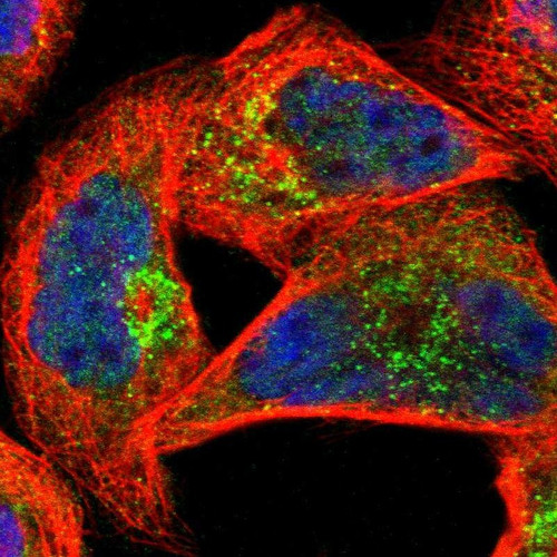 Immunofluorescent staining of human cell line A-431 shows localization to the Golgi apparatus & vesicles.