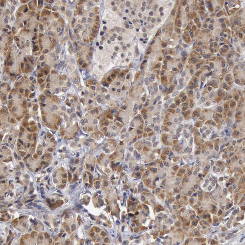 Immunohistochemical staining of human pancreas shows moderate cytoplasmic positivity in exocrine glandular cells.