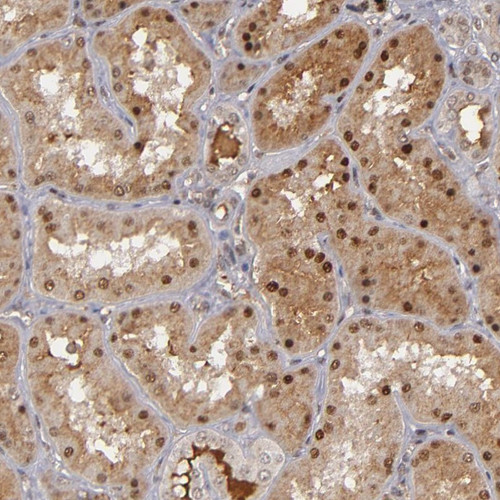 Immunohistochemical staining of human kidney shows distinct nuclear and moderate cytoplasmic positivity in cells in tubules.