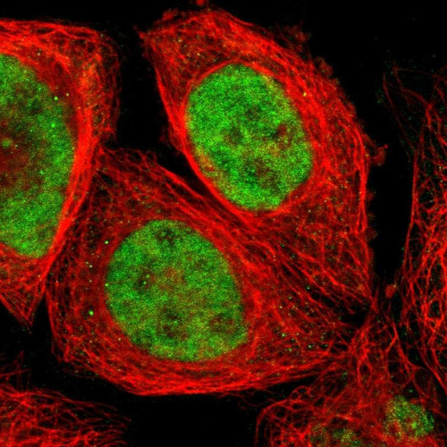 Immunofluorescent staining of human cell line A-431 shows localization to nucleoplasm & nucleoli fibrillar center.