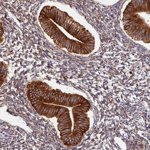Immunohistochemical staining of human endometrium shows strong cytoplasmic positivity in glandular cells.