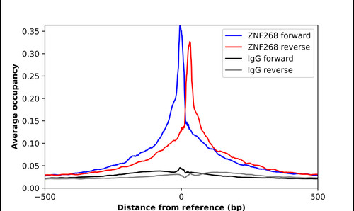 ChIP-Exo-Seq composite graph for Anti-ZNF268 (HPA001794, Lot 000016530) tested in K562 cells. Strand-specific reads (blue: forward, red: reverse) and IgG controls (black: forward, grey: reverse) are plotted against the distance from a composite set of reference binding sites. The antibody exhibits robust target enrichment compared to a non-specific IgG control and precisely reveals its structural organization around the binding site. Data generated by Prof. B. F. Pugh's Lab at Cornell University.