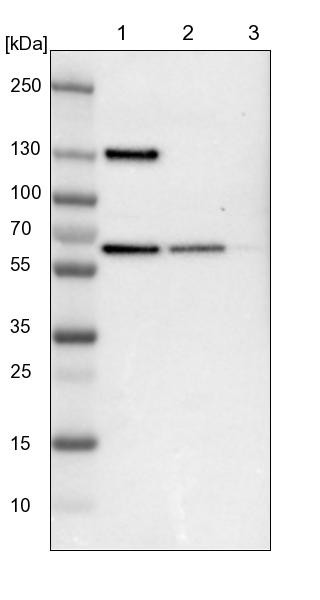 Lane 1: NIH-3T3 cell lysate (Mouse embryonic fibroblast cells)<br/>Lane 2: NBT-II cell lysate (Rat Wistar bladder tumour cells)<br/>Lane 3: PC12 cell lysate (Pheochromocytoma of rat adrenal medulla)