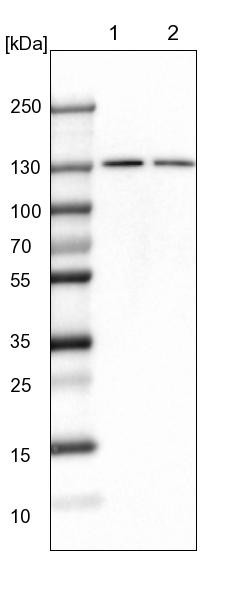 Lane 1: NIH-3T3 cell lysate (Mouse embryonic fibroblast cells)<br/>Lane 2: NBT-II cell lysate (Rat Wistar bladder tumour cells)