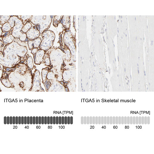 Immunohistochemistry analysis in human placenta and skeletal muscle tissues using HPA002642 antibody. Corresponding ITGA5 RNA-seq data are presented for the same tissues.