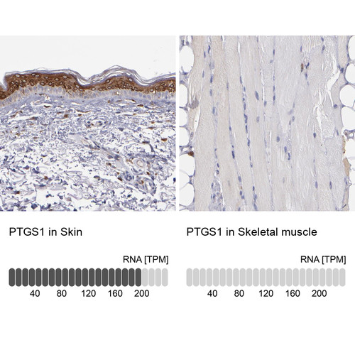 Immunohistochemistry analysis in human skin and skeletal muscle tissues using Anti-PTGS1 antibody. Corresponding PTGS1 RNA-seq data are presented for the same tissues.