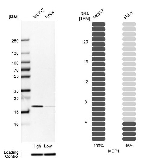 Western blot analysis in human cell lines MCF-7 and HeLa using Anti-MDP1 antibody. Corresponding MDP1 RNA-seq data are presented for the same cell lines. Loading control: Anti-HSP90B1.