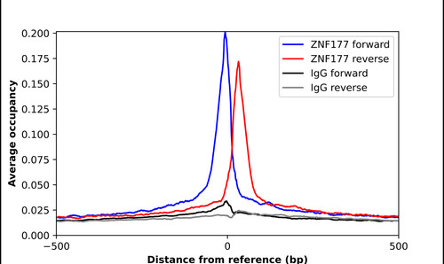 ChIP-Exo-Seq composite graph for Anti-ZNF177 (HPA003141, Lot A118225) tested in K562 cells. Strand-specific reads (blue: forward, red: reverse) and IgG controls (black: forward, grey: reverse) are plotted against the distance from a composite set of reference binding sites. The antibody exhibits robust target enrichment compared to a non-specific IgG control and precisely reveals its structural organization around the binding site. Data generated by Prof. B. F. Pugh's Lab at Cornell University.