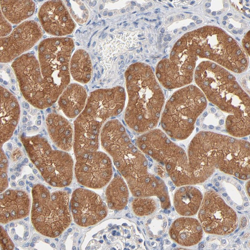 Immunohistochemical staining of human kidney shows strong cytoplasmic and extracellular positivity in cells in tubules.