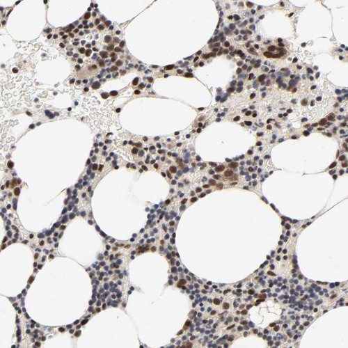 Immunohistochemical staining of human bone marrow shows strong nuclear positivity in bone marrow poietic cells.