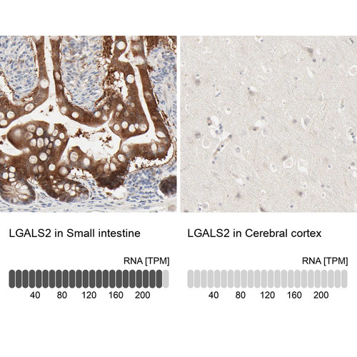 Immunohistochemistry analysis in human small intestine and cerebral cortex tissues using HPA003536 antibody. Corresponding LGALS2 RNA-seq data are presented for the same tissues.