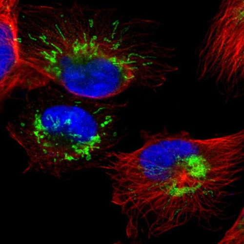 Immunofluorescent staining of human cell line U-251 MG shows localization to mitochondria.
