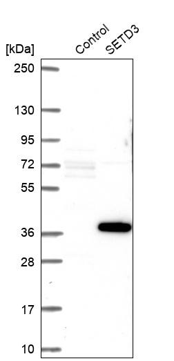 Western blot analysis in control (vector only transfected HEK293T lysate) and SETD3 over-expression lysate (Co-expressed with a C-terminal myc-DDK tag (~3.1 kDa) in mammalian HEK293T cells, LY404739).