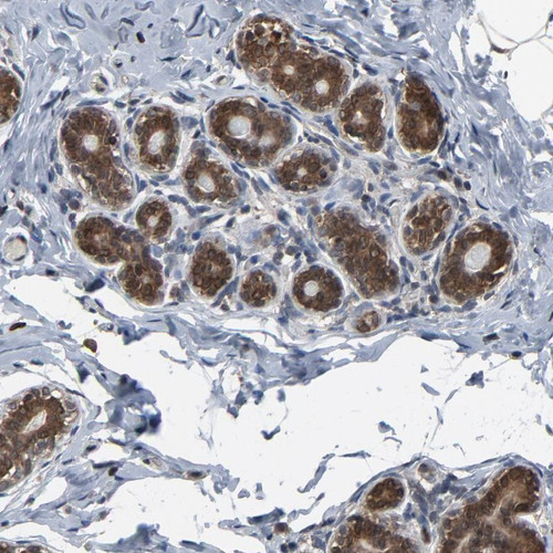 Immunohistochemical staining of human breast shows cytoplasmic and nuclear positivity in glandular cells.