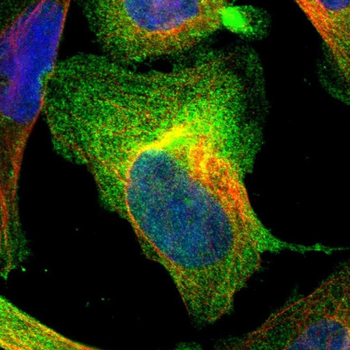 Immunofluorescent staining of human cell line U-2 OS shows localization to plasma membrane & cytosol.