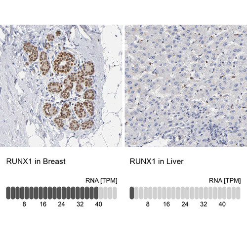 Immunohistochemistry analysis in human breast and liver tissues using HPA004176 antibody. Corresponding RUNX1 RNA-seq data are presented for the same tissues.