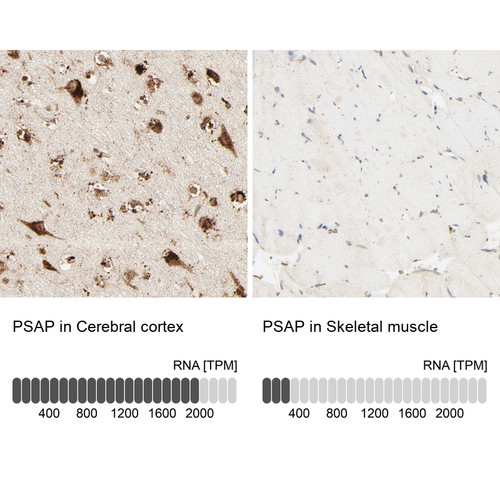 Immunohistochemistry analysis in human cerebral cortex and skeletal muscle tissues using HPA004426 antibody. Corresponding PSAP RNA-seq data are presented for the same tissues.