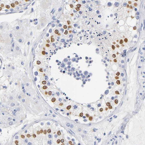 Immunohistochemical staining of human testis shows nuclear positivity in subset of cells in seminiferous ducts.