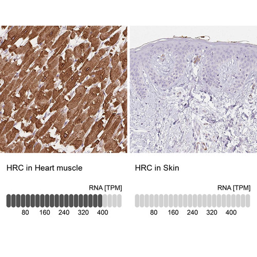 Immunohistochemistry analysis in human heart muscle and skin tissues using Anti-HRC antibody. Corresponding HRC RNA-seq data are presented for the same tissues.