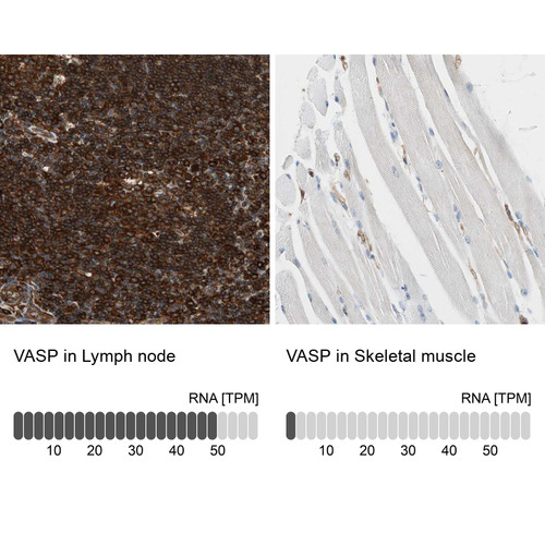 Immunohistochemistry analysis in human lymph node and skeletal muscle tissues using HPA005724 antibody. Corresponding VASP RNA-seq data are presented for the same tissues.