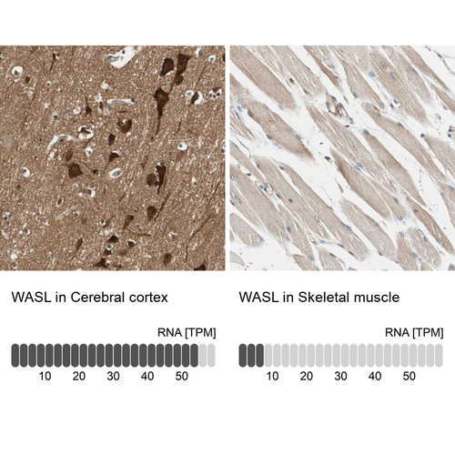 Immunohistochemistry analysis in human cerebral cortex and skeletal muscle tissues using HPA005750 antibody. Corresponding WASL RNA-seq data are presented for the same tissues.