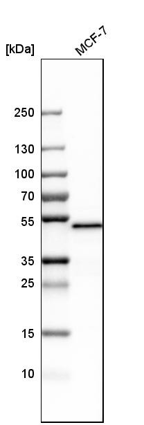 Western blot analysis in human cell line MCF-7.