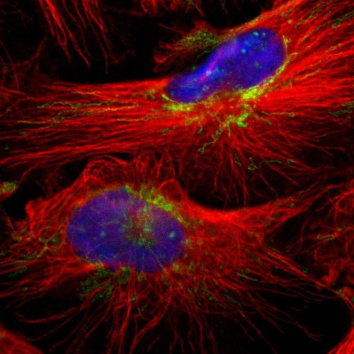 Immunofluorescent staining of human cell line U-251 MG shows localization to nucleoli & mitochondria.