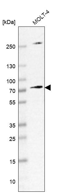 Western blot analysis in human cell line MOLT-4.
