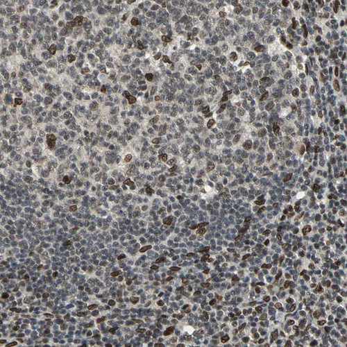 Immunohistochemical staining of human lymphoid tissues shows moderate to strong nuclear positivity in a subset of lymphoid cells.