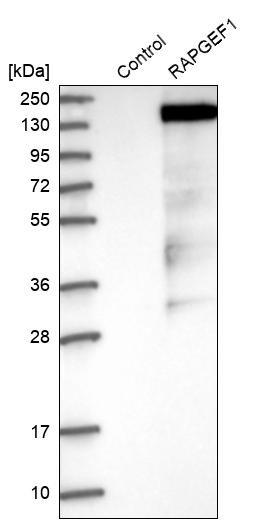 Western blot analysis in control (vector only transfected HEK293T lysate) and RAPGEF1 over-expression lysate (Co-expressed with a C-terminal myc-DDK tag (~3.1 kDa) in mammalian HEK293T cells, LY404802).