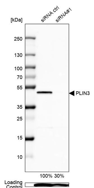 Western blot analysis in U-87MG ATCC cells transfected with control siRNA, target specific siRNA probe #1, using Anti-PLIN3 antibody. Remaining relative intensity is presented. Loading control: Anti-PPIB.