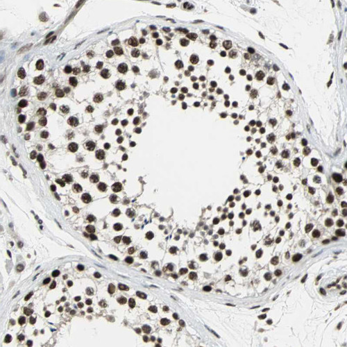 Immunohistochemical staining of human testis shows strong nuclear positivity in cells in seminiferous ducts.