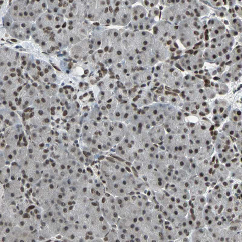 Immunohistochemical staining of human pancreas shows strong nuclear positivity in exocrine glandular cells.