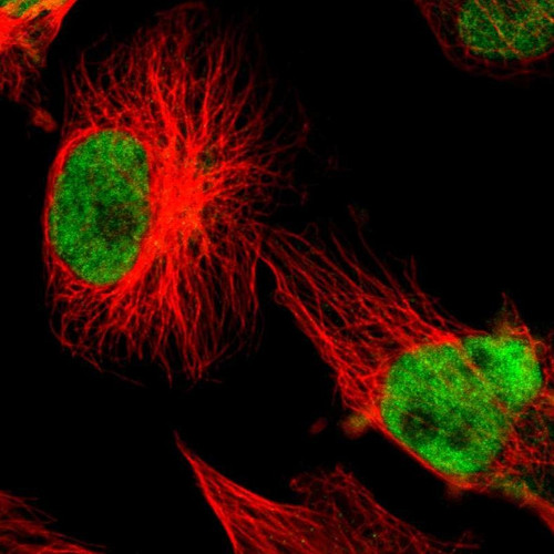 Immunofluorescent staining of human cell line U-251 MG shows localization to nucleoplasm.