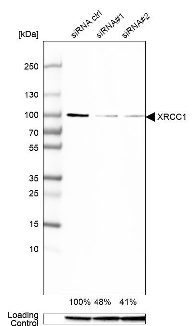 Western blot analysis in A-549 cells transfected with control siRNA, target specific siRNA probe #1 and #2, using Anti-XRCC1 antibody. Remaining relative intensity is presented. Loading control: Anti-GAPDH.