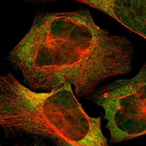 Immunofluorescent staining of human cell line U-2 OS shows localization to nucleoplasm & cytosol.