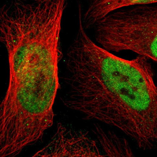 Immunofluorescent staining of human cell line U-2 OS shows localization to nucleoplasm.