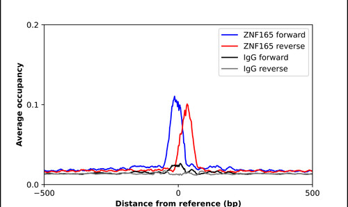 ChIP-Exo-Seq composite graph for Anti-ZNF165 (HPA007247, Lot R01012) tested in K562 cells. Strand-specific reads (blue: forward, red: reverse) and IgG controls (black: forward, grey: reverse) are plotted against the distance from a composite set of reference binding sites. The antibody exhibits robust target enrichment compared to a non-specific IgG control and precisely reveals its structural organization around the binding site. Data generated by Prof. B. F. Pugh's Lab at Cornell University.